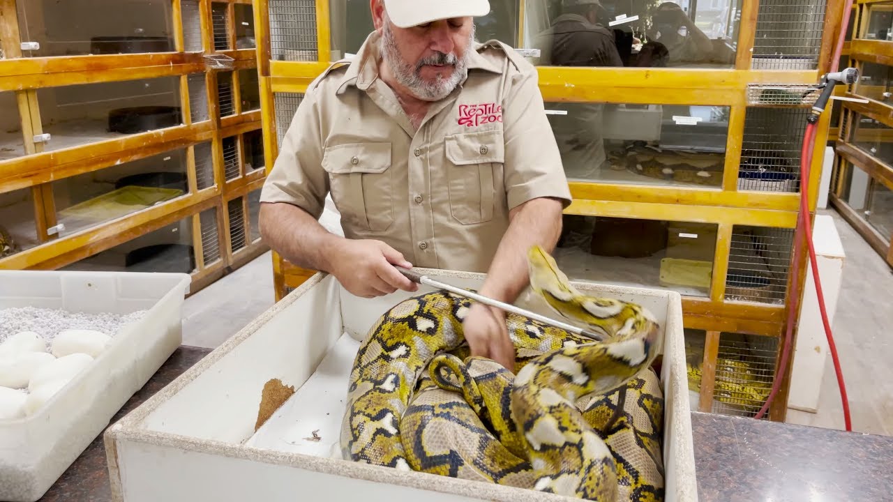 Python Attack while Harvesting Eggs! - YouTube