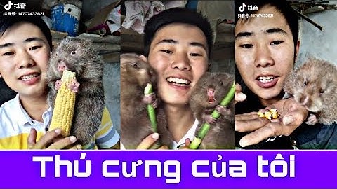 Dúi trung quốc | Dúi mốc đại | Đỉnh cao của dúi thuần dưới bàn tay con người | Chuột Tre 360