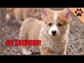 Top 13 Small Dog Breeds That Don’t Shed | Dog World