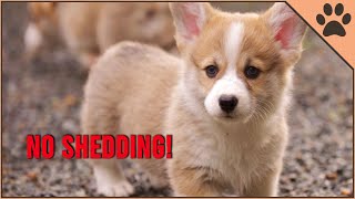 Top 13 Small Dog Breeds That Don’t Shed | Dog World