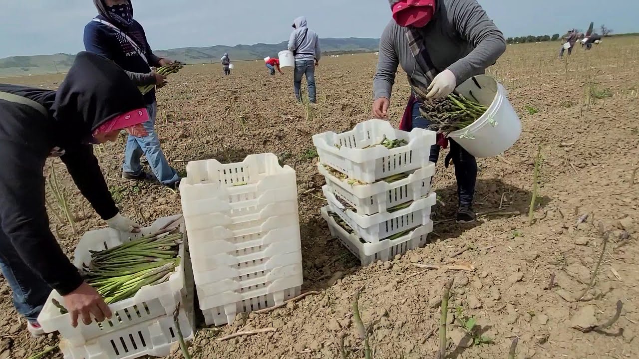 cosecha de esparragos 2021