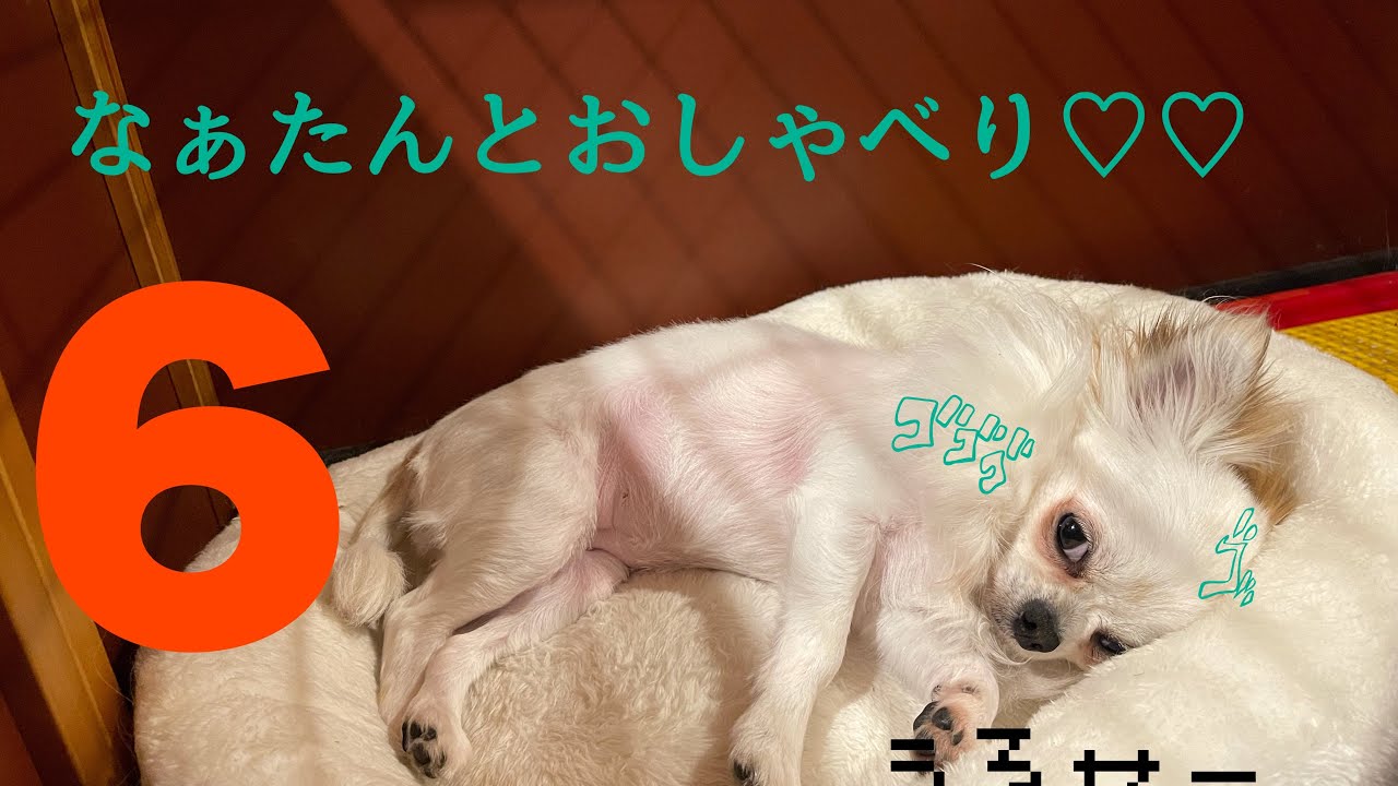 チワワ ぷく 病気