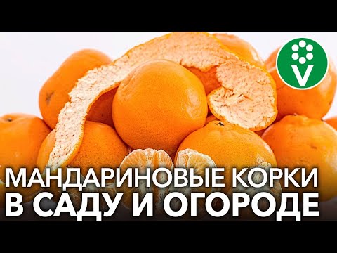 НЕ ВЫБРАСЫВАЙТЕ МАНДАРИНОВУЮ КОЖУРУ, а применяйте ее с пользой в саду и огороде