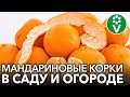 НЕ ВЫБРАСЫВАЙТЕ МАНДАРИНОВУЮ КОЖУРУ, а применяйте ее с пользой в саду и огороде