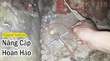 Top 1 best mouse trap in the world / Half moon mouse trap / Nâng cấp bẫy chuột bán nguyệt | Nuy Valo