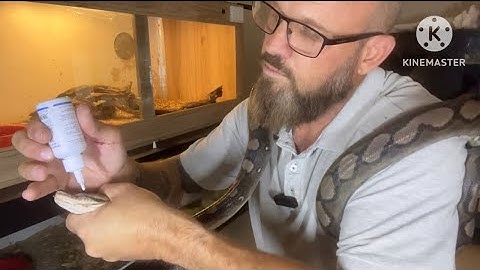 Retic python stuck shed on eye cap. Treatment video😎