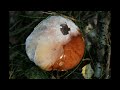 Canon EF 100mm F2.8L IS USM + Macro Mushroom Collection @ EOS 7D + HD 1080p