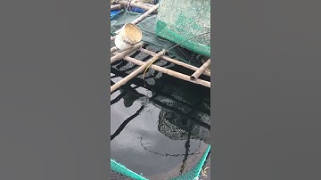 Câu cá dìa khủng