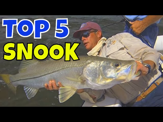 Top 5 Biggest Snook Fishing Florida Lures 