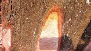 Big Mahagani Tree Cutting വലയ മഹഗണ മറകകനന വഡയ