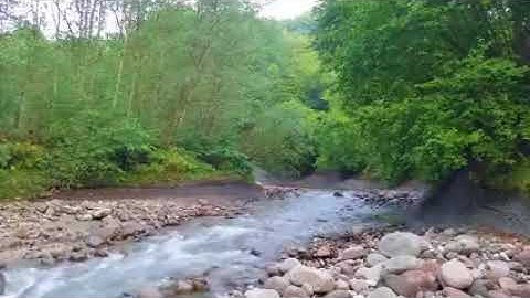الحافظ علي حسن  داود سورة النور (مرتل)