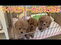 ブリーダー訪問にて極小マイクロティーカップくんと対面・shopping4 【トイプードル】【toy poodle】【マイクロティーカッププードル】【micro teacup poodle】【犬】