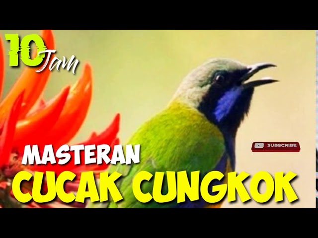 MASTERAN CUCAK CUNGKOK SUARA JERNIH DURASI 10 JAM, MASTERAN BURUNG LOMBA class=