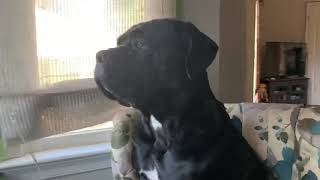 Ruby/ Cane Corso trying to relax