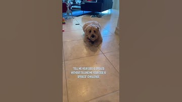 How GenZ Dogs Go For Walks 🐶 @TheJessiiShow #TheManniiShow.com/series