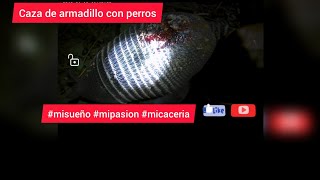 CACERÍA DE ARMADILLO  CON PERRO