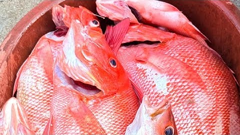 ice for fish use only