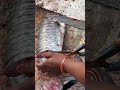 Cutting Fishes into Small Pieces💥| Factory Explorer