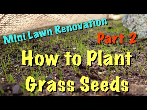 Como renovar um gramado | Parte 2 - Como planta da grama Sementes