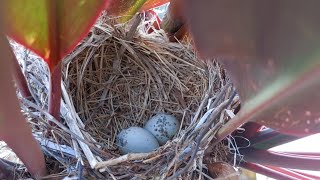 Wandering around looking for long-tailed shrike nests in the rice fields is guaranteed to give yo...