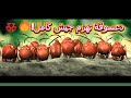 ملخص فيلم حرب النمل الأسود والأحمر بطلة القصة دعسوقة صغيرة 