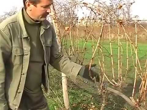 Обрезка виноградных кустов и посадка саженцев.