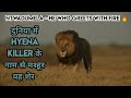 The True Story of Ntwadumela Lion Also Known as Hyena Killer in Hindi। Lion vs Hyena Epic Battle।