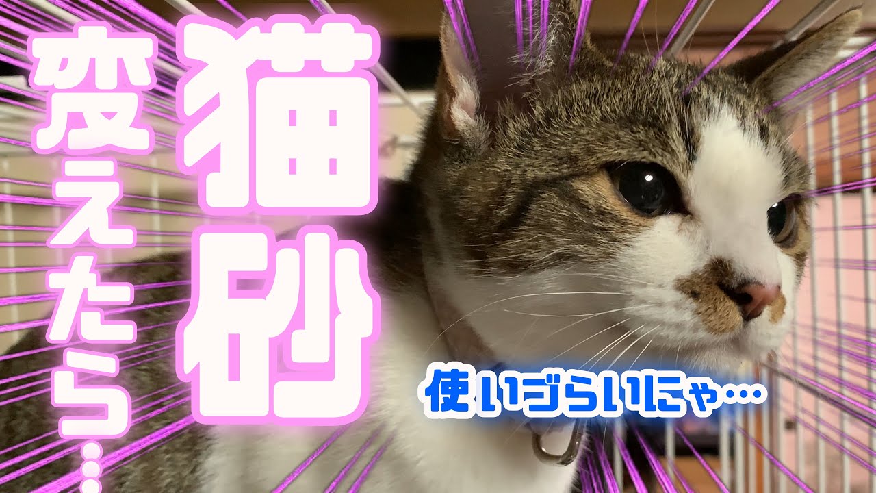 【ヤバイ】猫砂を○○系に変えたら大洪水になりました