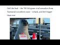 (Don&#39;t) love him to death: Tasmanian star Neil the Seal goes into witness protection • FRANCE 24