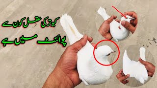 How to find a intelligent pigeon || Afzaal Pigeons