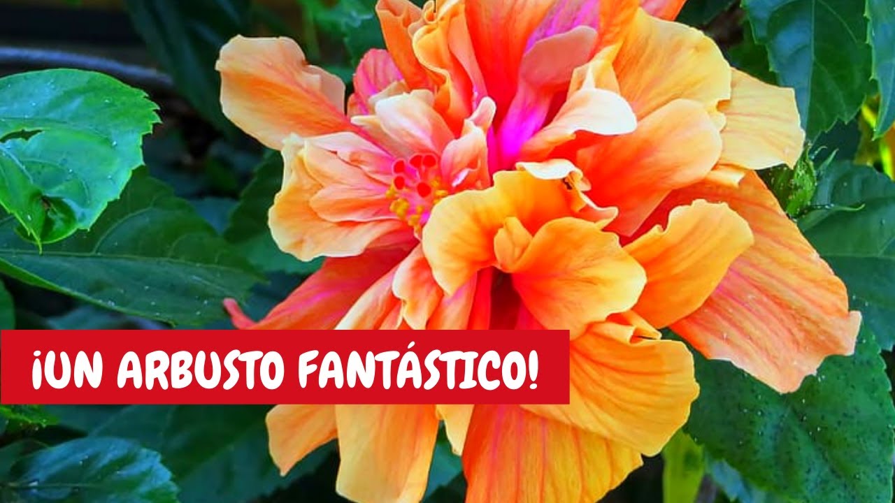 Obelisco planta cuidados | ¡Flores resistentes al sol directo!