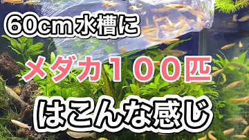 メダカ マリモ混泳 Mp3
