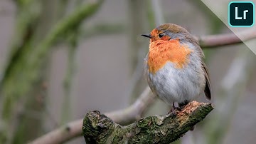 Editing nature photos (bird photography) | LIGHTROOM TUTORIAL