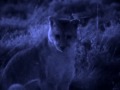 Puma. El león de los Andes 6 de 6