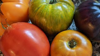 Tomato Harvest and Tomato Variety Review: August 2022