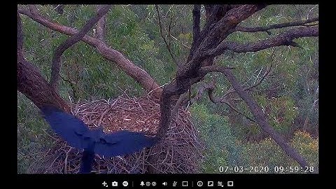 Noisy! Rainbow Lorikeets just seen on branch, Raven visits nest ~ ©SeaEagleCAM Team