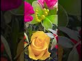 My husband warm welcome with a beautiful flowers buky#shorts