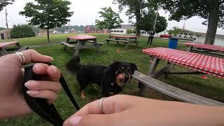 AKC Scentwork Advanced Exterior Search (First Place)
