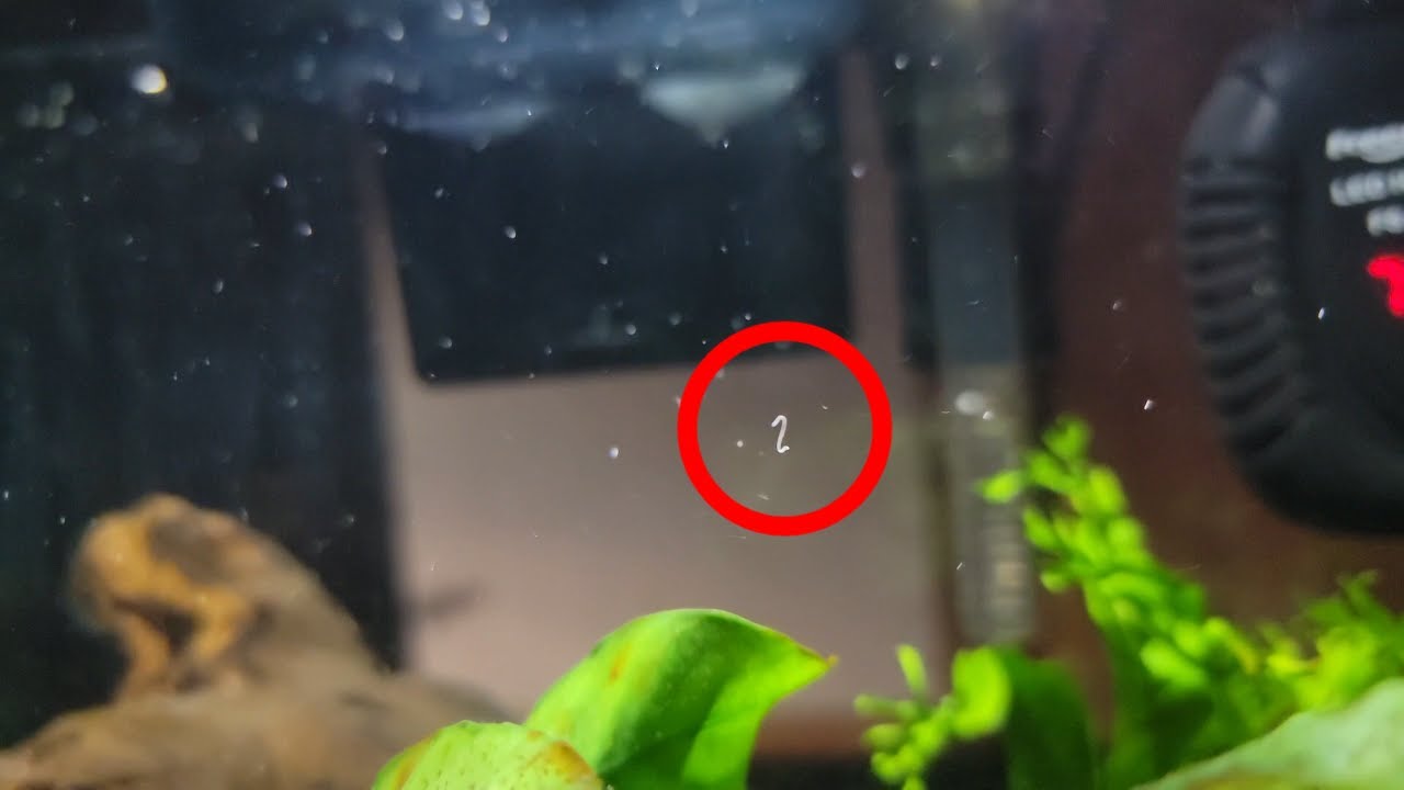 Detritus Worm vibing in my tank, Diana evicts him.