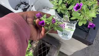 Details Proven Winner Annuals at Lowes!🌸 News
