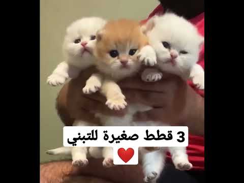 قطط كيوت للتبني