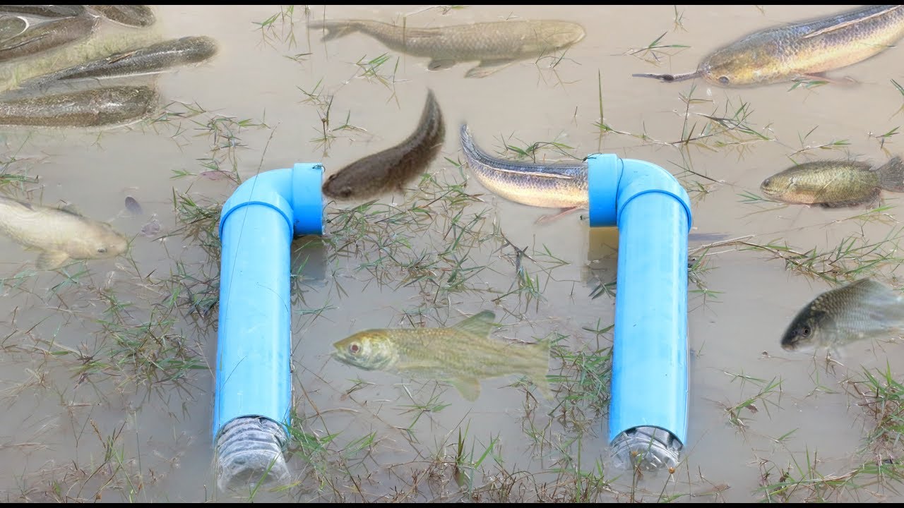 Amazing PVC Water Pipe Plastic Bottle Fish Trap To Catch A Lot Of Fish ...