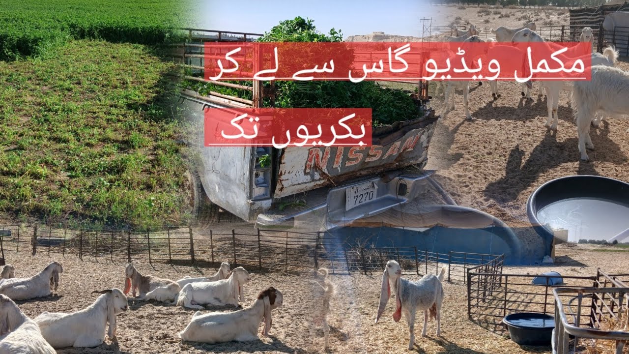 السلام علیکم  دوستوں  کیاحال ھے  اپکا  مکمل  ویڈیو  دیکھو شکریہ