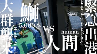 [Fisherman Video] A swarm of 5,000 yellowtails attacks! Emergency departure! ! #fish