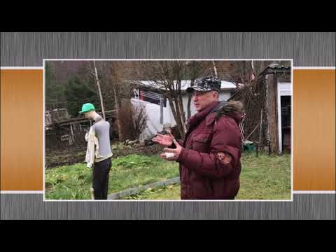 Правда о живой изгороди из ивы