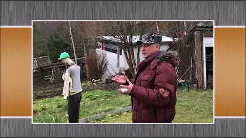 Правда о живой изгороди из ивы