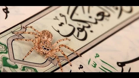 الخلافات بين حفص وشعبة رحمهما الله ( سورة العنكبوت )