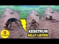 DIKIRA MAKANAN, ANJING INI KENA SIAL KETEMU BELUT LISTRIK DAYA SETRUM 3 KALI LEBIH KUAT DARI PLN