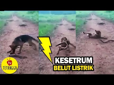 Video: Reaksi Pemakanan Pada Anjing