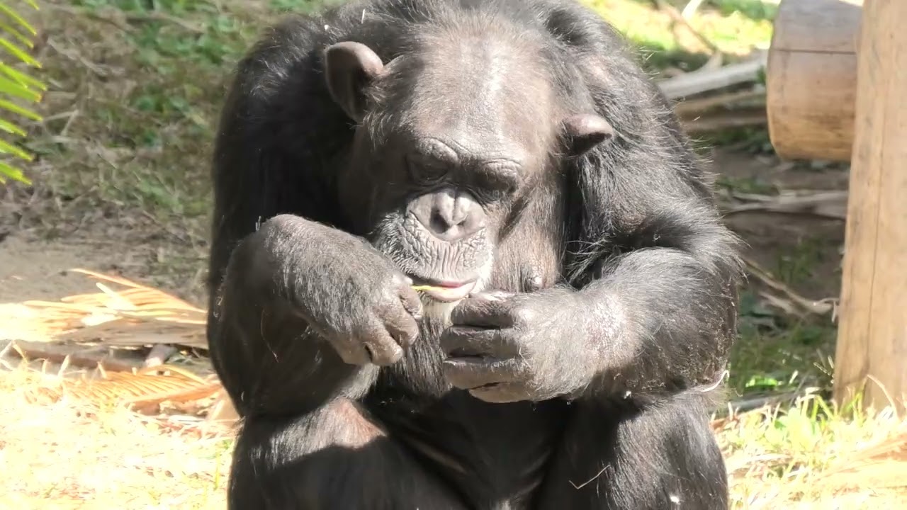 チンパンジー (アドベンチャーワールド/和歌山県) - YouTube